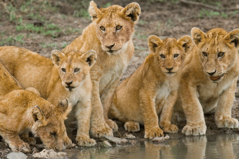 Zanzíbar: safari de 3 días en el Serengueti con comidas