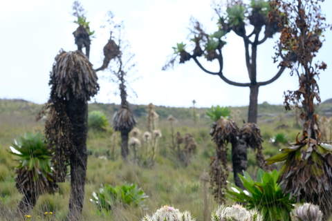 Aberdare National Park: Mount Satima Overnight Hike