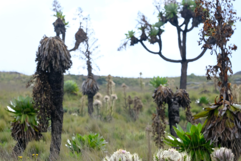 Aberdare National Park: Mount Satima Overnight Hike