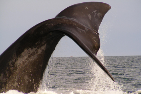 From Puerto Madryn: Full-Day Valdes Peninsula Tour