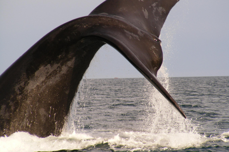 From Puerto Madryn: Full-Day Valdes Peninsula Tour