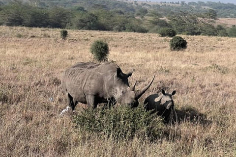 Parco nazionale di Nairobi, orfanotrofio degli elefanti e centro delle giraffeParco Nazionale di Nairobi, DSWT e Centro delle Giraffe senza ingresso