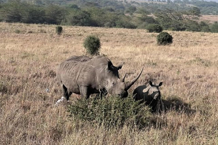 Parco nazionale di Nairobi, orfanotrofio degli elefanti e centro delle giraffeParco Nazionale di Nairobi, DSWT e Centro delle Giraffe senza ingresso