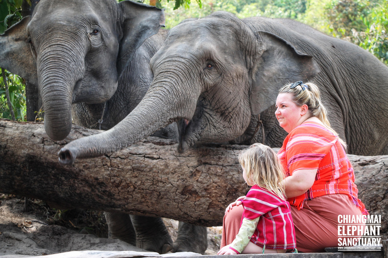 Esperienza esclusiva di mezza giornata con gli animali giganti della famiglia