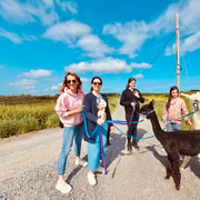 Loop Head: Alpaca Experience with Walk and Wool Spinning