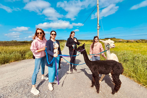 Loop Head: Alpaca Experience with Walk and Wool Spinning