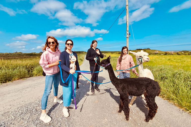 Loop Head: Alpaca Experience ze spacerem i przędzeniem wełny