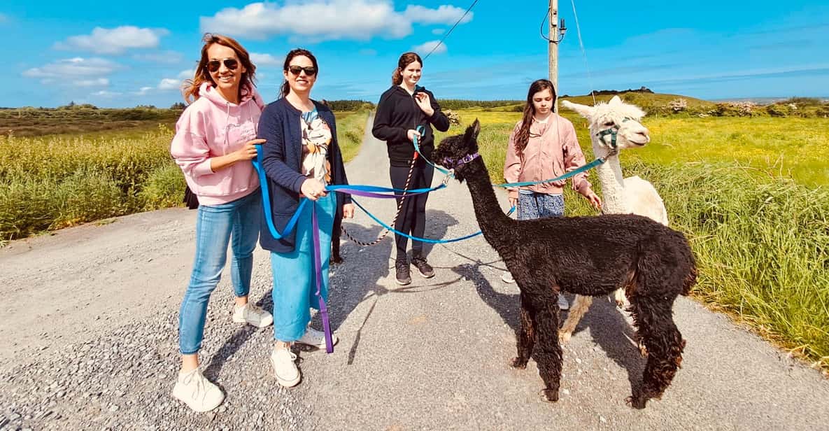 Loop Head: Alpaca Experience with Walk and Wool Spinning | GetYourGuide