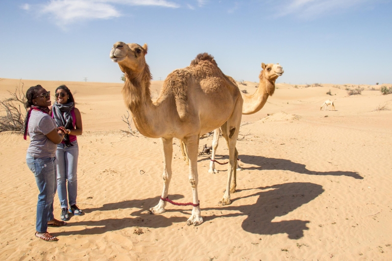 Dubaï : safari en quad tout-terrain le matinDubaï : safari en quad le matin
