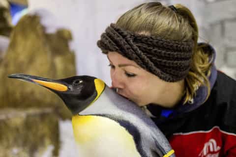 Dubai: tickets pinguïns ontmoeten in Ski Dubai