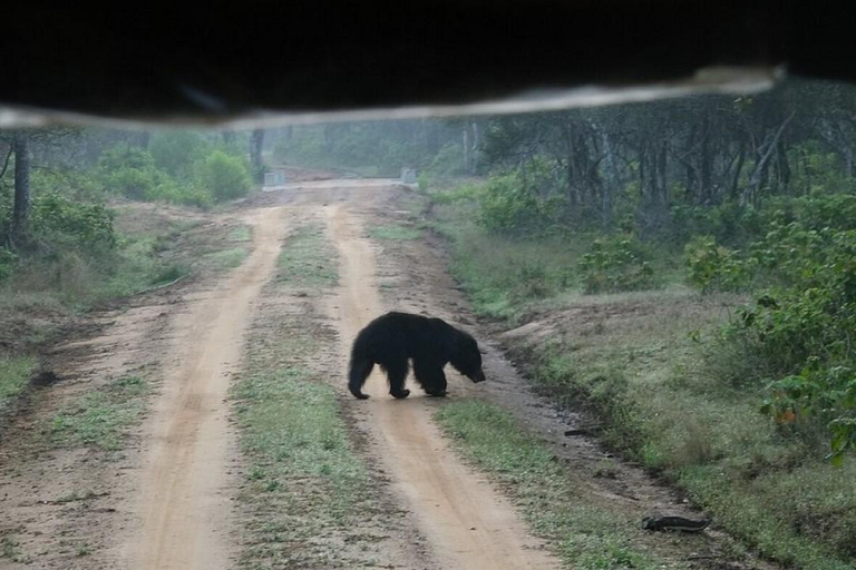 Wilpattu National Park Private Safari with Pickup & Drop Pick up & drop off Colombo City Area
