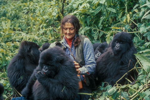 1 Day Rwanda gorilla Trekking and Dian Fossey Museum