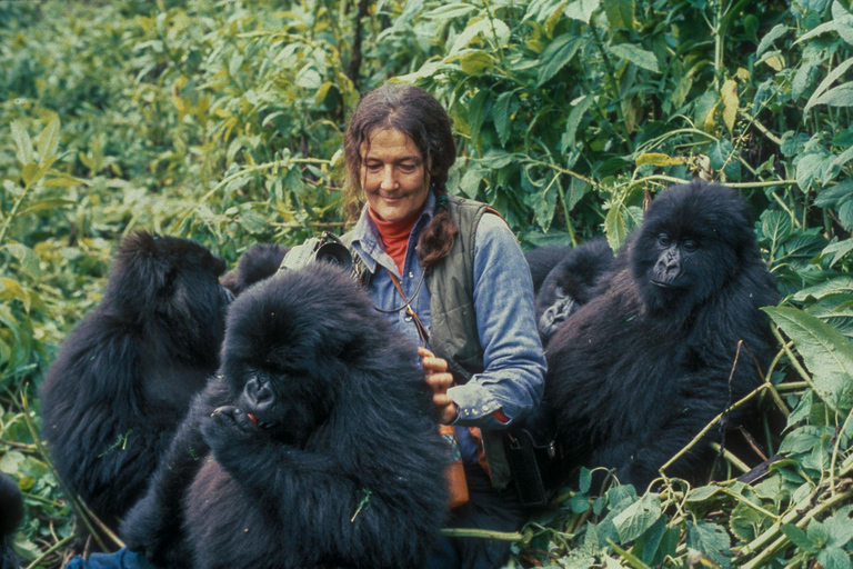 1 Day Rwanda gorilla Trekking and Dian Fossey Museum