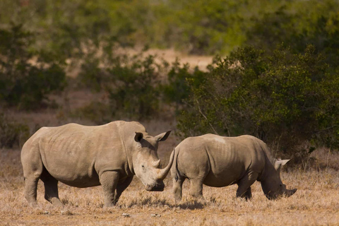 Safari de 2 jours dans la réserve de Sweetwaters Ol Pejeta Conservancy au départ de Nairobi