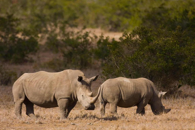 Safari di 2 giorni nel Conservatorio Sweetwaters Ol Pejeta da Nairobi