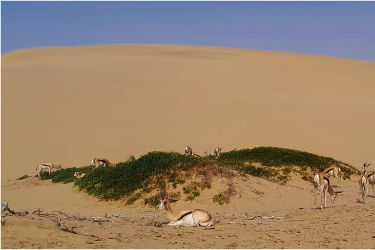 Walvisbay: Sandwich Harbour SUNSET Tour-Avsluta det vackert