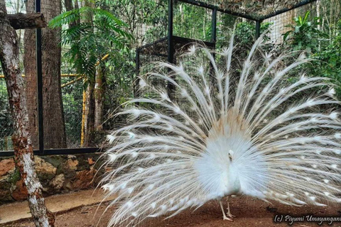Kandy: Tea Museum, Temple, Bird Park & Dance Show Tour