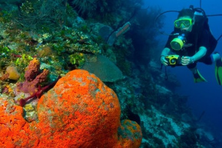 Catalina Island Beach i Snorkel z Punta CanaPlaża na wyspie Catalina i jednodniowa wycieczka do nurkowania