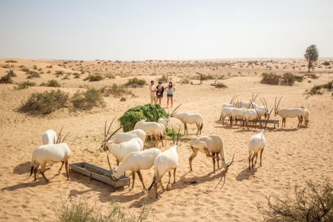Dubái: tour por la reserva de conservación del desierto con desayunoTour privado