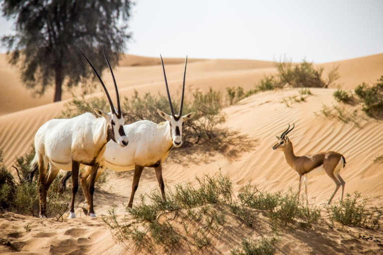 Dubai: Desert Conservation Reserve Tour mit FrühstückPrivate Tour