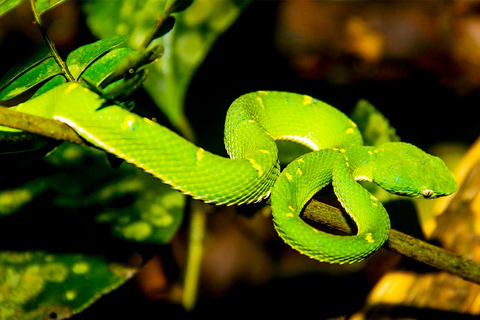 Monteverde: Private Night Tour with Wildlife Encounters