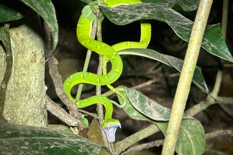 Monteverde: Cloud Forest Guided Walk