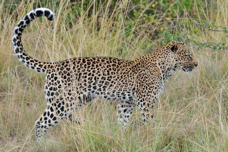 Safari de 3 días por la fauna salvaje de la Reina Isabel