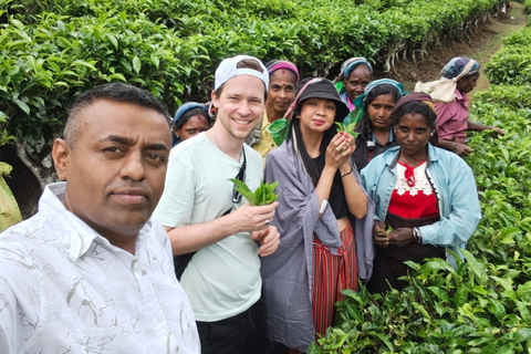 Kandy to Nuwaraeliya with Tea Plantation & Waterfall Visit