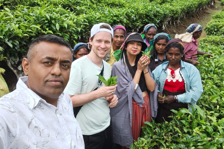Kandy to Nuwaraeliya with Tea Plantation & Waterfall Visit