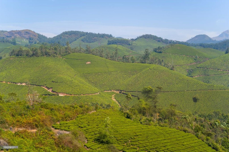 Aluva: Private Houseboat Cruise with Meals and Transfers