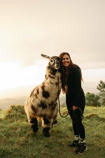 Maui: Sunset Llama Trek on Haleakala