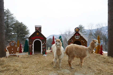 Alpaca World, Nami Island, and Rail Bike Tour