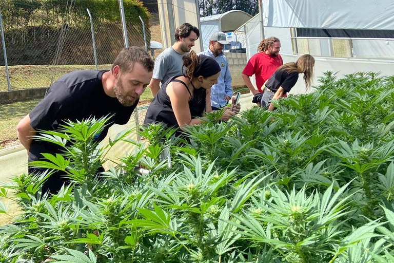 Private Medellín Cannabis Culture Tour with Lunch & Tasting
