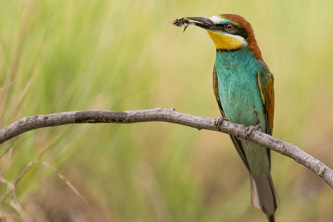 Elephant &amp; Birdwatching Safari in Minneriya with Binoculars