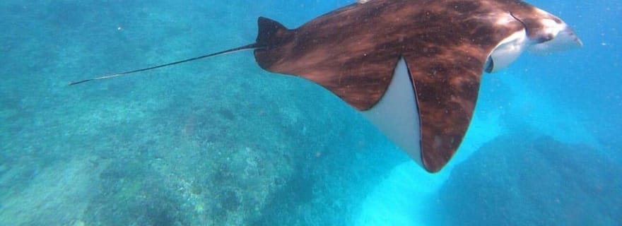 Visite de 3 sites de plongée et excursion terrestre depuis Lembongan/Nusa Penida