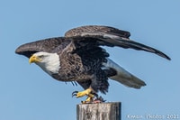 Fast and More 60 minute Airboat Tour on the Homosassa River - Housity