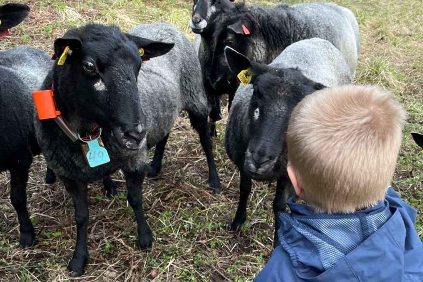 Tromsø: Norwegian farmvisit with guide