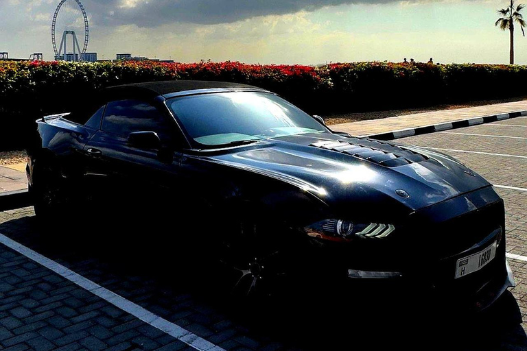 迪拜：卡布里奥野马之旅。奢华野马之旅