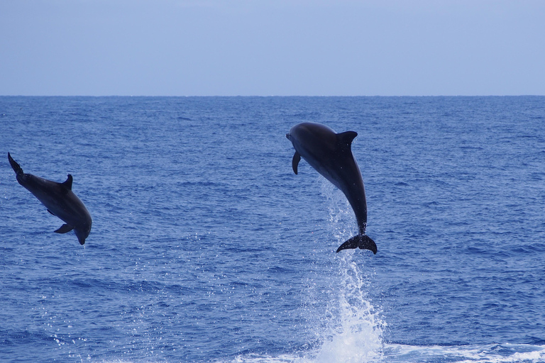 Funchal : Observation des dauphins et des baleines en catamaran de luxeObservation des dauphins et des baleines Catamaran de luxe