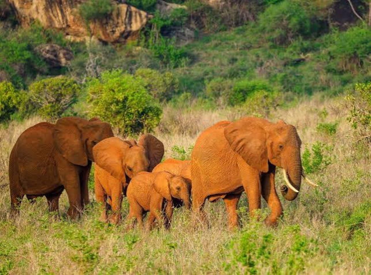 Ab Mombasa: Safari-Tagestour im Tsavo-East-Nationalpark.
