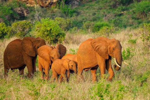 From Mombasa: Tsavo East National Park Safari