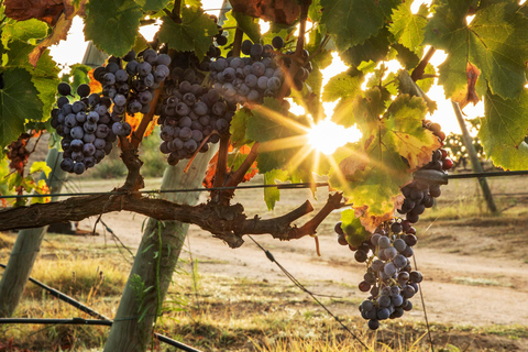 Pals: Visit Celler Mas Geli with wine tasting and local products Pals: Visit Celler Mas Geli with wine and local product tasting