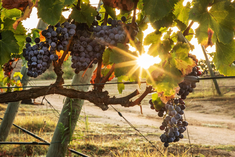 Pals: Visit Celler Mas Geli with wine tasting and local products Pals: Visit Celler Mas Geli with wine and local product tasting