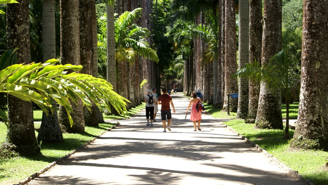 Rio de Janeiro: Botanical Garden Guided Visit