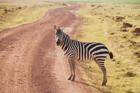 Nairobi: 6 dagars safari i Amboseli, Tsavo West och Tsavo East