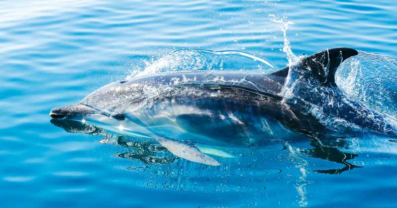 Fra Malaga: Dagstur til Gibraltar og Dolphin Boat Tour