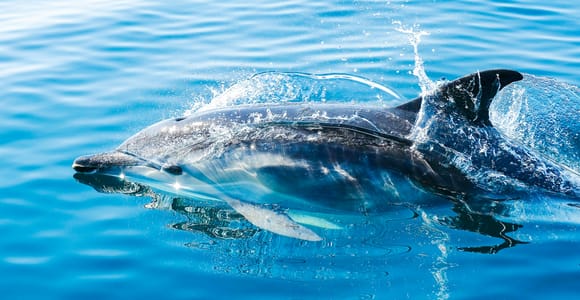 Ab Málaga: Gibraltar & Delfin-Beobachtungstour per Boot