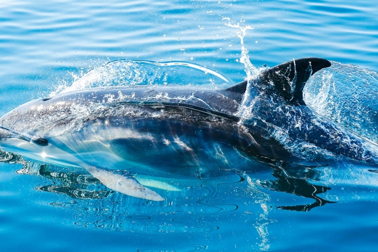 Desde Málaga: tour en barco turístico por Gibraltar y delfinesDesde Torremolinos Centro