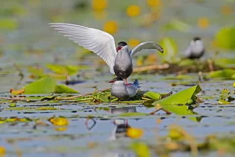 Dniester Delta National Park Half-Day Tour from Odessa