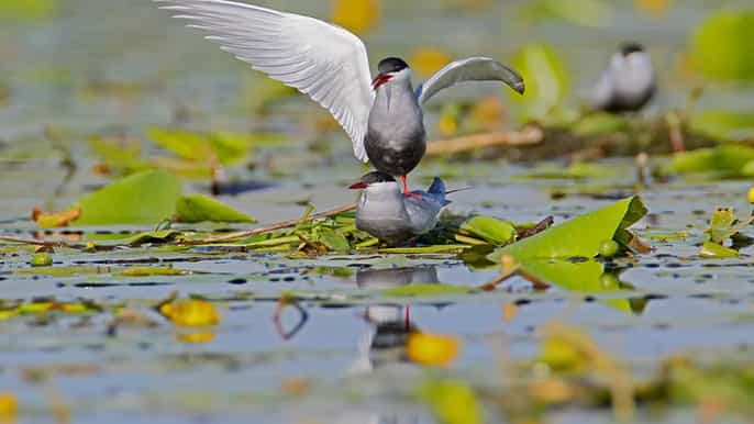 halbtagestour durch den nationalpark dnjestr delta ab odessa